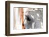 Horse’s Eye-Tom Artin-Framed Giclee Print