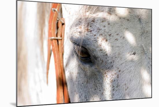 Horse’s Eye-Tom Artin-Mounted Giclee Print