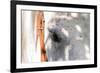 Horse’s Eye-Tom Artin-Framed Giclee Print