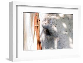 Horse’s Eye-Tom Artin-Framed Art Print