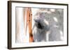 Horse’s Eye-Tom Artin-Framed Art Print