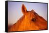 Horse's Eye-Darrell Gulin-Framed Stretched Canvas