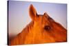 Horse's Eye-Darrell Gulin-Stretched Canvas
