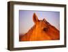 Horse's Eye-Darrell Gulin-Framed Photographic Print