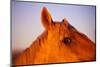 Horse's Eye-Darrell Gulin-Mounted Photographic Print