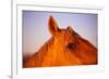 Horse's Eye-Darrell Gulin-Framed Photographic Print