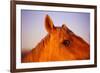 Horse's Eye-Darrell Gulin-Framed Photographic Print