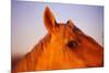 Horse's Eye-Darrell Gulin-Mounted Photographic Print