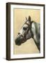 Horse's Head with Bridle-null-Framed Art Print