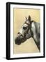 Horse's Head with Bridle-null-Framed Art Print