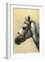 Horse's Head with Bridle-null-Framed Art Print