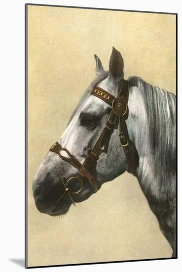 Horse's Head with Bridle-null-Mounted Art Print