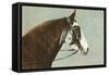 Horse's Head-null-Framed Stretched Canvas