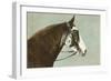 Horse's Head-null-Framed Premium Giclee Print