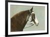 Horse's Head-null-Framed Premium Giclee Print