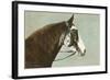 Horse's Head-null-Framed Art Print