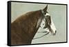 Horse's Head-null-Framed Stretched Canvas