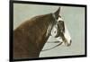 Horse's Head-null-Framed Premium Giclee Print