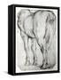 Horse's Rear-Peter Paul Rubens-Framed Stretched Canvas