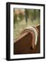 Horse Shoes-Karyn Millet-Framed Premium Photographic Print