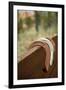 Horse Shoes-Karyn Millet-Framed Photographic Print