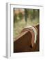 Horse Shoes-Karyn Millet-Framed Photographic Print