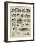 Horse Show at Manchester-Alfred Chantrey Corbould-Framed Premium Giclee Print