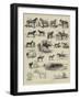 Horse Show at Manchester-Alfred Chantrey Corbould-Framed Premium Giclee Print