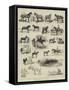 Horse Show at Manchester-Alfred Chantrey Corbould-Framed Stretched Canvas