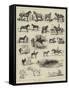 Horse Show at Manchester-Alfred Chantrey Corbould-Framed Stretched Canvas