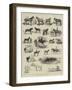 Horse Show at Manchester-Alfred Chantrey Corbould-Framed Giclee Print