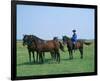 Horse show in Hortobagy National Park, Puszta, Hajdu-Bihar, Hungary-null-Framed Premium Giclee Print