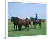 Horse show in Hortobagy National Park, Puszta, Hajdu-Bihar, Hungary-null-Framed Premium Giclee Print