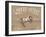 Horse Signs II Neutral-Wellington Studio-Framed Art Print