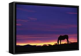 Horse Silhouette at Sunset-Paul Souders-Framed Stretched Canvas