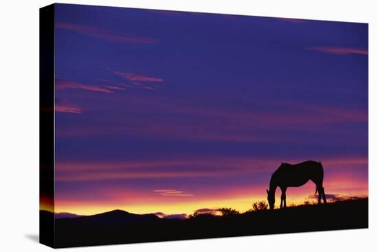 Horse Silhouette at Sunset-Paul Souders-Stretched Canvas