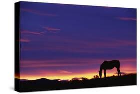 Horse Silhouette at Sunset-Paul Souders-Stretched Canvas