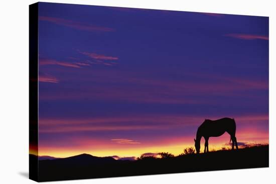 Horse Silhouette at Sunset-Paul Souders-Stretched Canvas