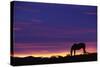 Horse Silhouette at Sunset-Paul Souders-Stretched Canvas