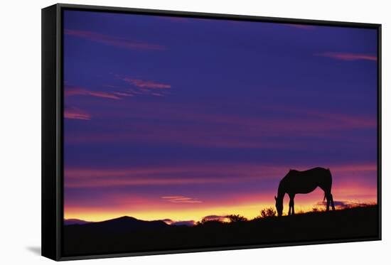 Horse Silhouette at Sunset-Paul Souders-Framed Stretched Canvas