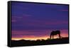 Horse Silhouette at Sunset-Paul Souders-Framed Stretched Canvas