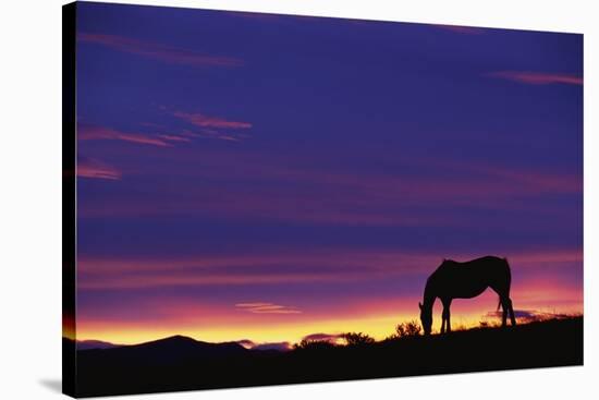 Horse Silhouette at Sunset-Paul Souders-Stretched Canvas