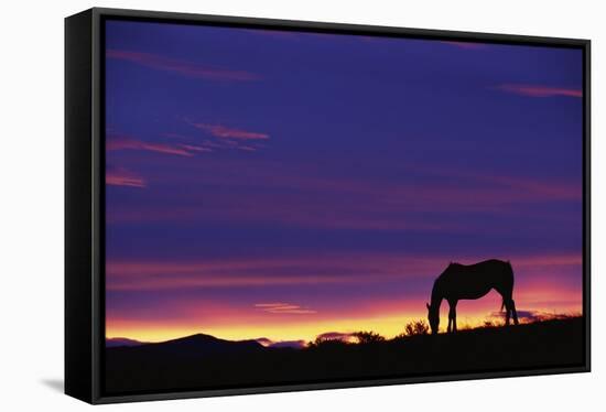 Horse Silhouette at Sunset-Paul Souders-Framed Stretched Canvas