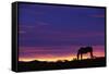 Horse Silhouette at Sunset-Paul Souders-Framed Stretched Canvas