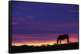 Horse Silhouette at Sunset-Paul Souders-Framed Stretched Canvas