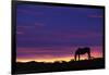 Horse Silhouette at Sunset-Paul Souders-Framed Photographic Print