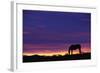 Horse Silhouette at Sunset-Paul Souders-Framed Photographic Print