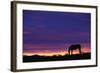 Horse Silhouette at Sunset-Paul Souders-Framed Photographic Print