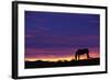 Horse Silhouette at Sunset-Paul Souders-Framed Photographic Print