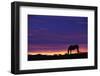 Horse Silhouette at Sunset-Paul Souders-Framed Photographic Print